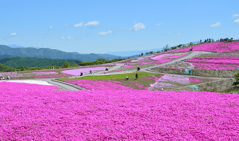 茶臼山高原の天空の芝桜