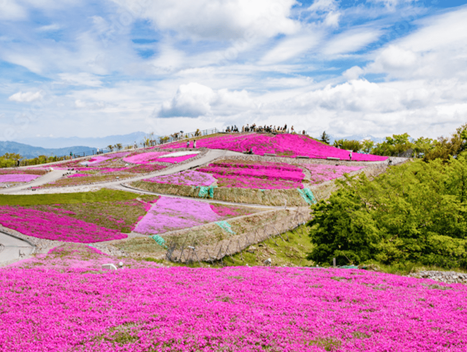 茶臼山高原『芝桜まつり』